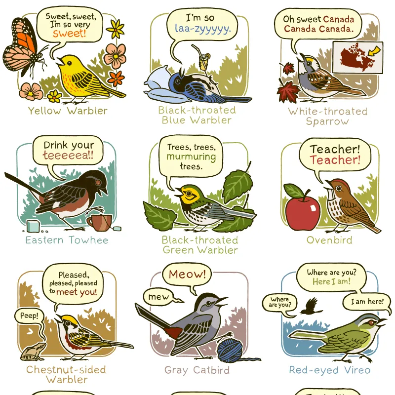 Bird Sound Mnemonics Print (Eastern)